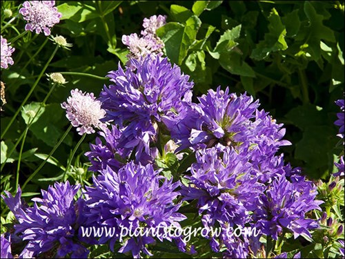 Many small tubular flowers in a terminal cluster.